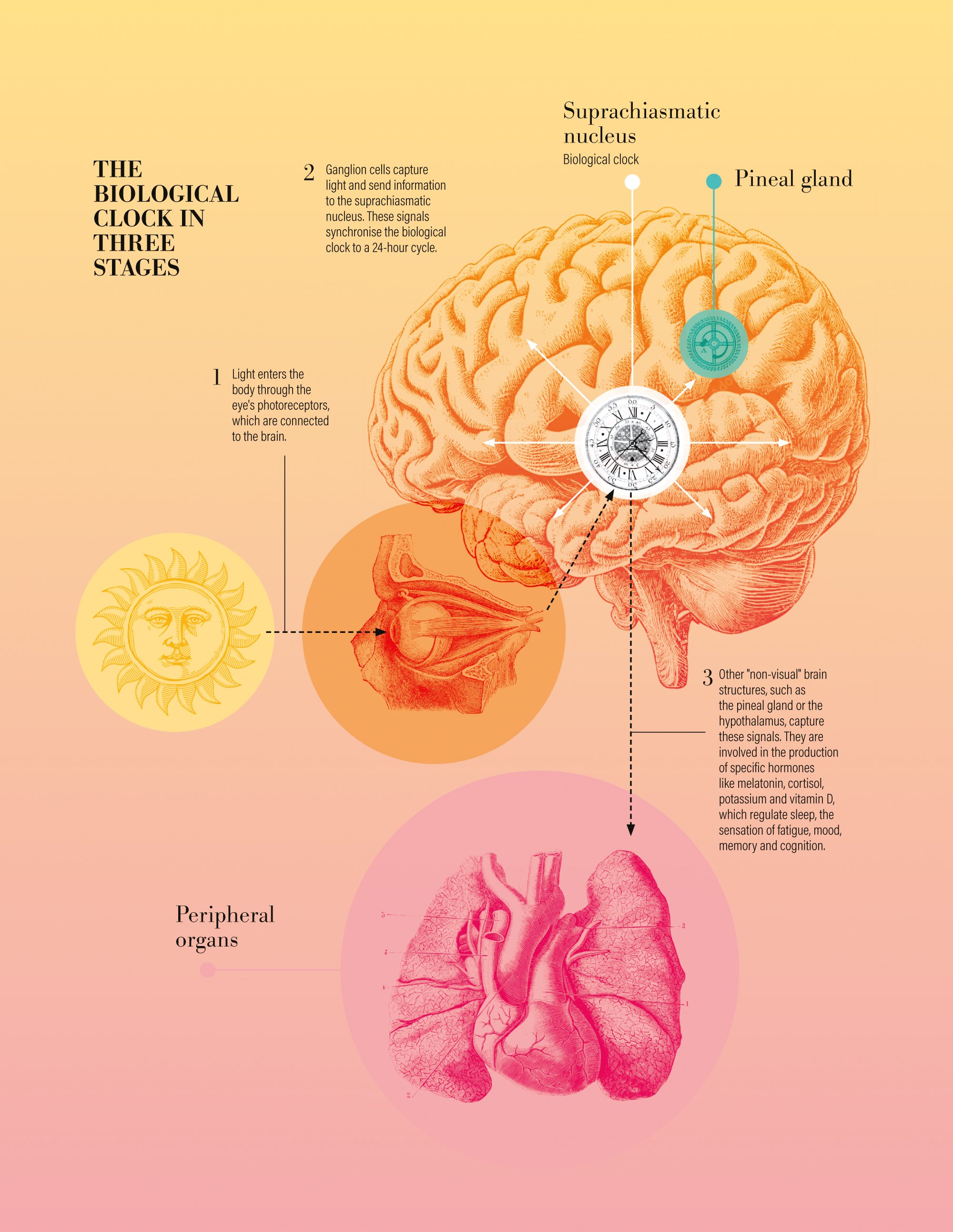 Listening to your internal clock