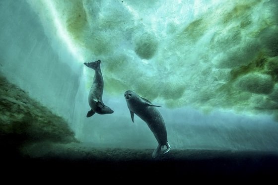 Blancpain explores the deep blue sea